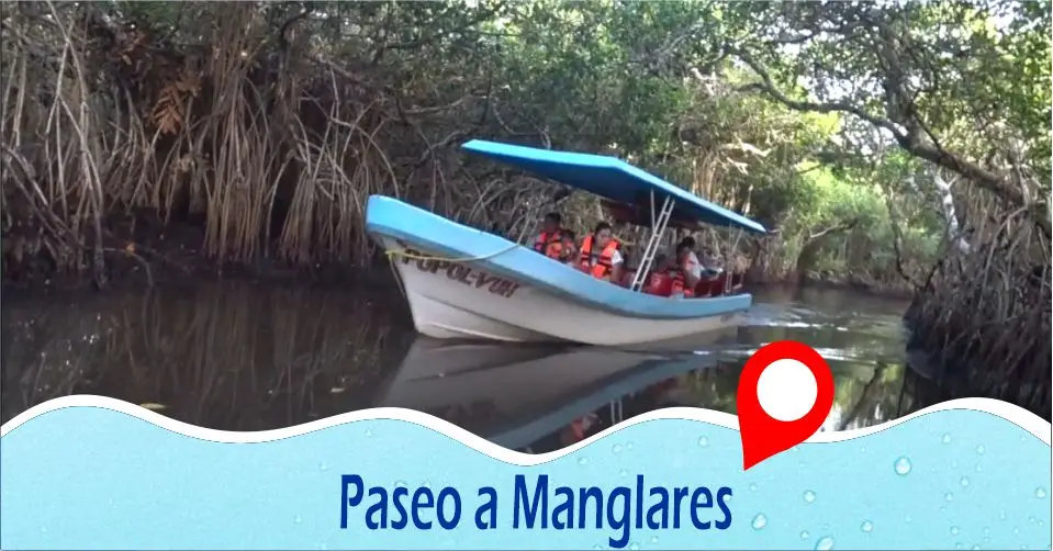 Un recorrido con hermosos paisajes, fauna, flora en manglares de Tecolutla