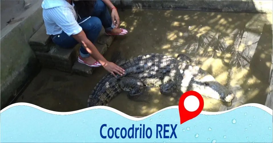Conoce a REX es un cocodrilo domesticado, el cual fue nombrado por una red de pescadores como Rex y tienes la oportunidad de acariciarlo