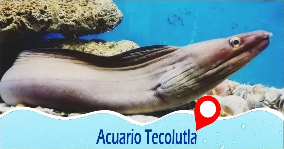 Acuario de peces y animales de Tecolutla